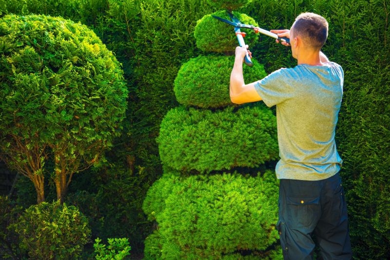 Trimmed Evergreen Shrubs