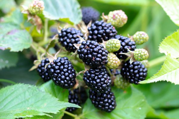 Blackberry Bush Removal in Brunswick