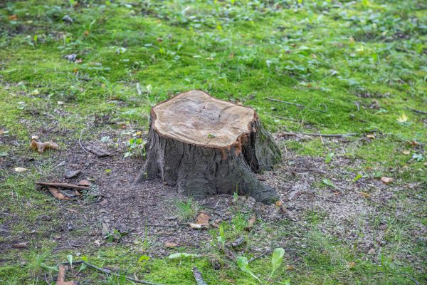 Bush Stump Removal in Brunswick