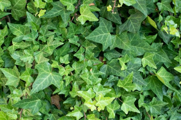 Cost of English Ivy Removal in Brunswick