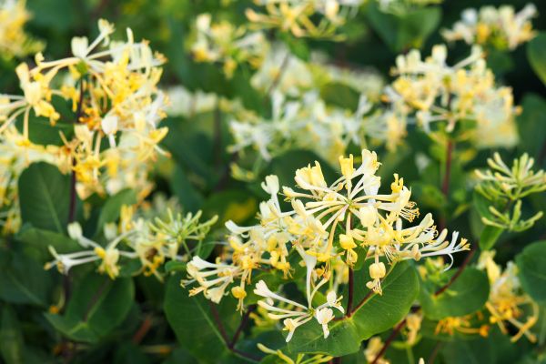 Cost of Honeysuckle Removal in Brunswick