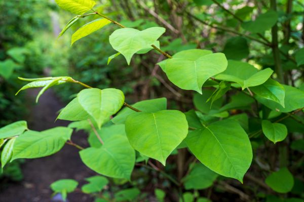 Cost of Invasive Plant Removal in Brunswick
