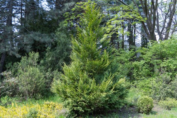 Cost of Juniper Pruning in Brunswick