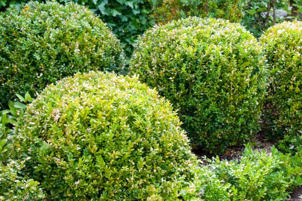 Cost of Landscape Trimming Service in Brunswick
