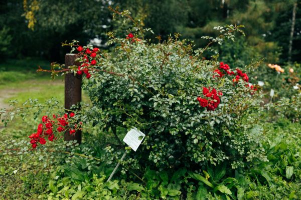 Cost of Rose Bush Removal in Brunswick