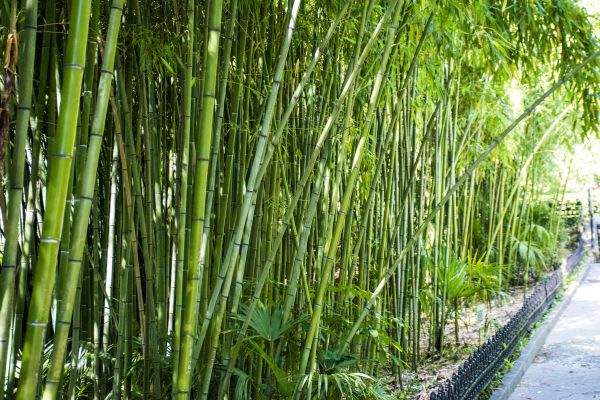 Cost of Bamboo Root Removal in Brunswick