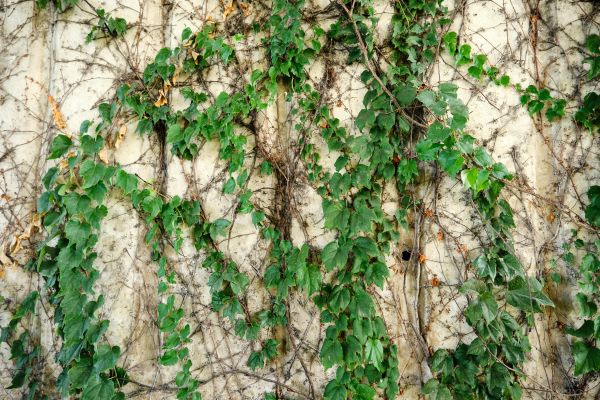 Cost of Vine Removal Service in Brunswick