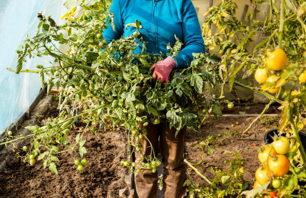 Cost of Garden Plant Removal in Brunswick