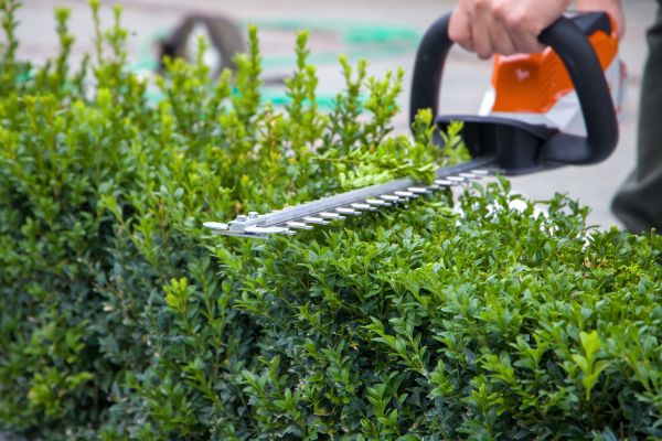 Hedge Shearing in Brunswick