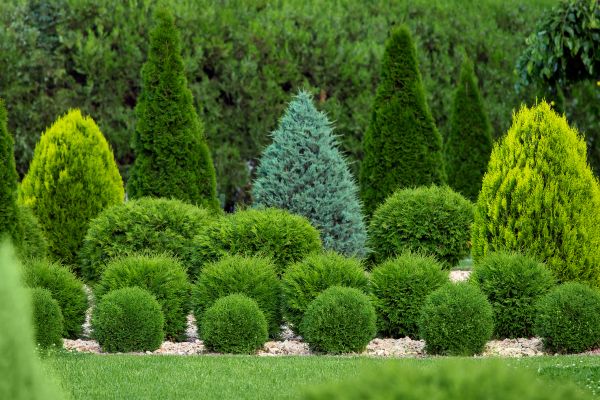 Cost of Shrub Shaping in Brunswick