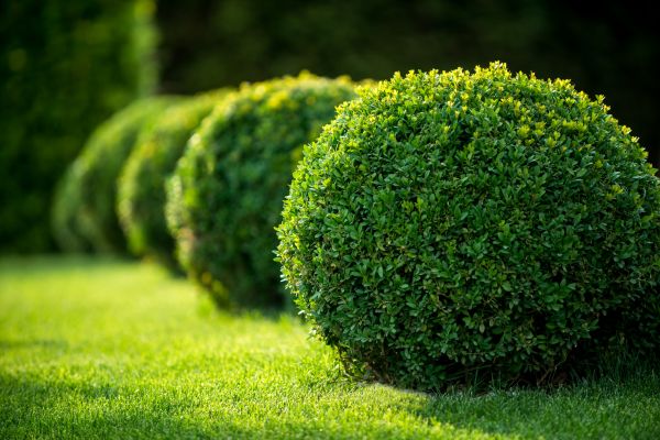 Bush Pruning in Brunswick