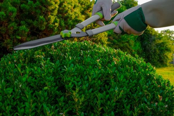 Cost of Topiary Shearing in Brunswick