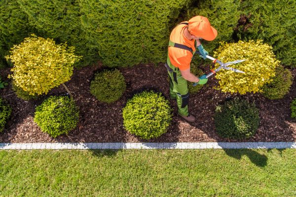 Cost of Topiary Trimming in Brunswick