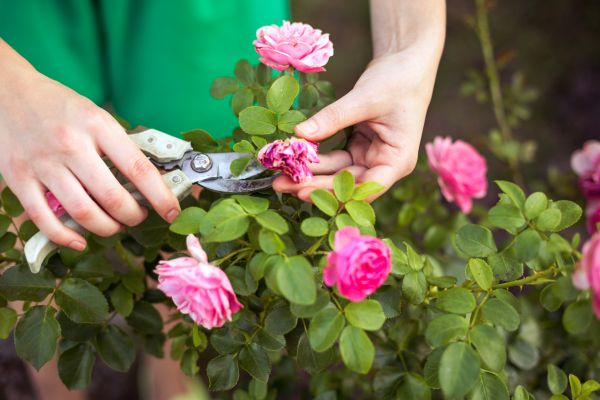 Cost of Rose Shearing in Brunswick