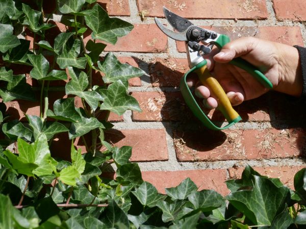 Cost of Ivy Removal Service in Brunswick