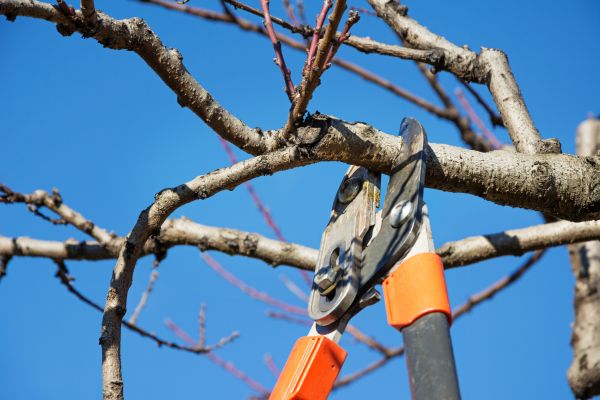 Cost of Selective Pruning in Brunswick