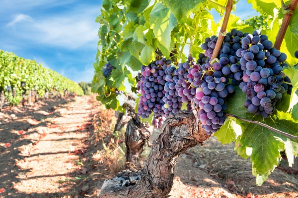 Grapevine Pruning in Brunswick