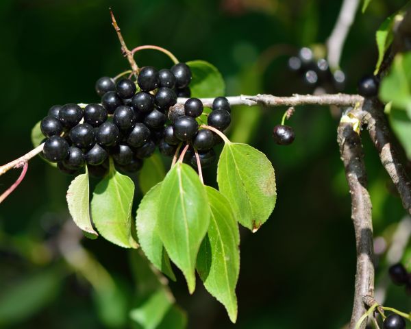 Cost of Buckthorn Removal in Brunswick