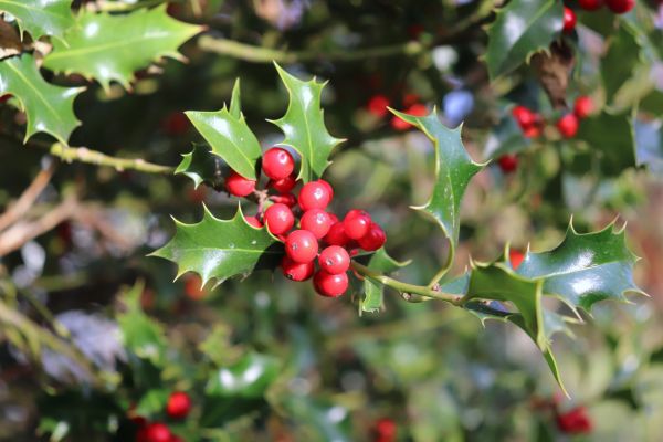 Cost of Holly Tree Trimming in Brunswick