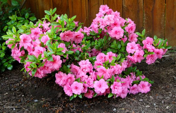 Cost of Azaleas Removal in Brunswick