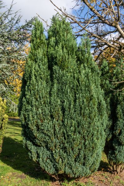 Cost of Juniper Trimming in Brunswick