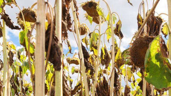 Cost of Dead Plant Removal in Brunswick