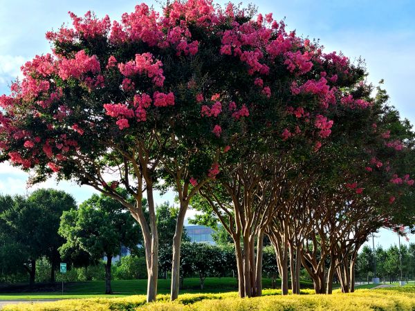 Crepe Myrtle Pruning in Brunswick