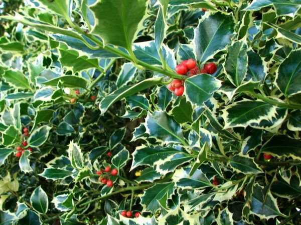 Cost of Holly Bushes Trimming in Brunswick