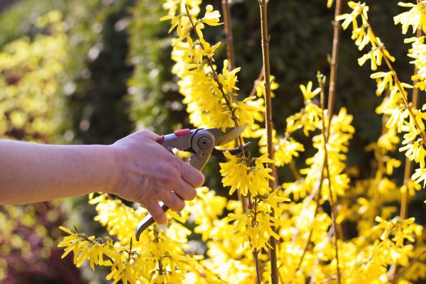 Forsythia Pruning in Brunswick