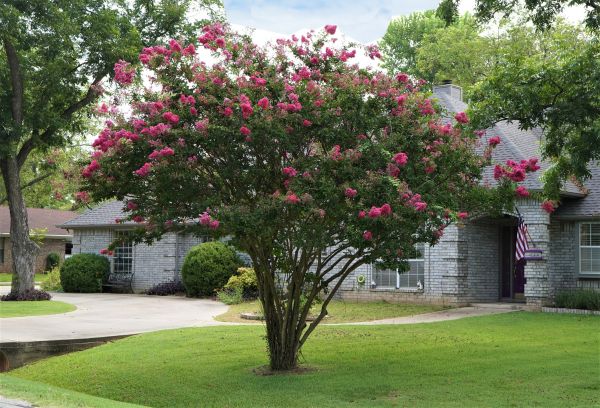 Crepe Myrtle Trimming in Brunswick
