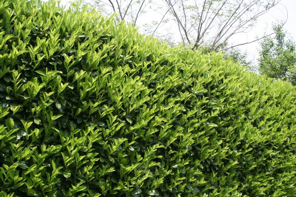 Cost of Laurel Shrub Removal in Brunswick