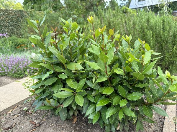 Cost of Laurel Hedge Removal in Brunswick