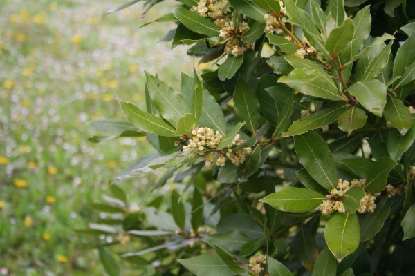 Cost of Laurel Trimming in Brunswick
