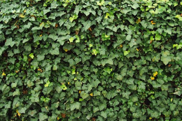 Cost of Ivy Pruning service in Brunswick