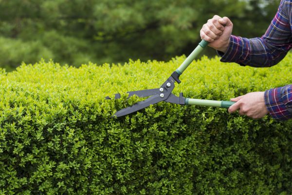 Cost of Evergreen Shrub Pruning in Brunswick