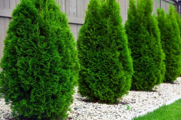 Cost of Arborvitae Shaping in Brunswick