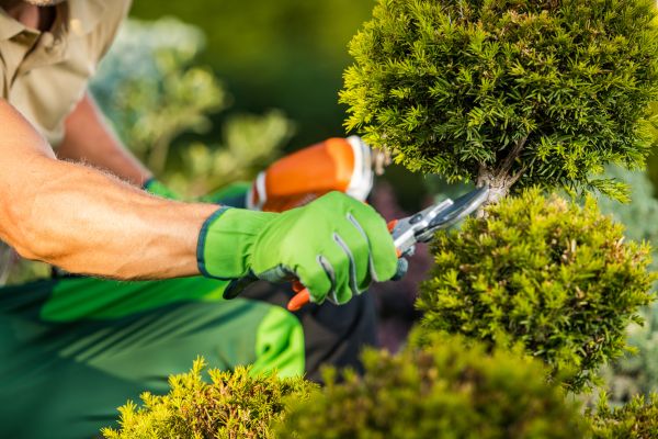 Cost of Landscape Pruning Service in Brunswick