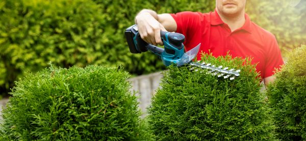 Cost of Hedge Shaping Service in Brunswick