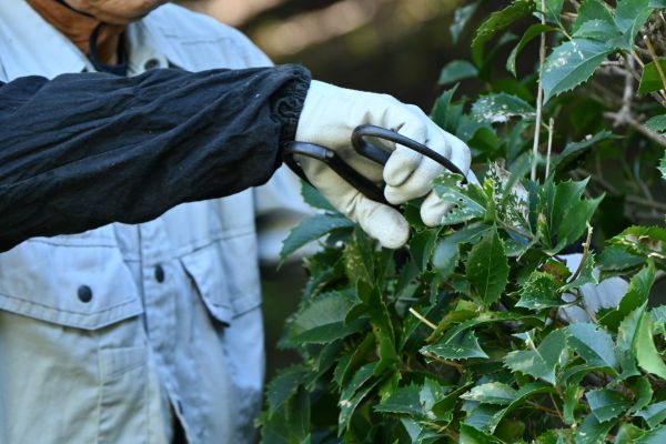 Holly Pruning in Brunswick