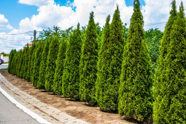 Cost of Arborvitae Shearing in Brunswick