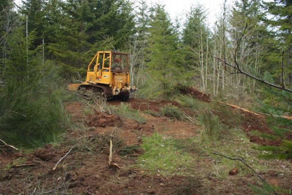 Cost of Shrubbery Clearing in Brunswick