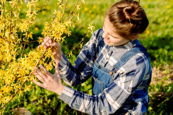 Cost of Forsythia Trimming in Brunswick