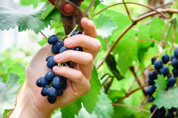 Cost of Vineyard Pruning in Brunswick