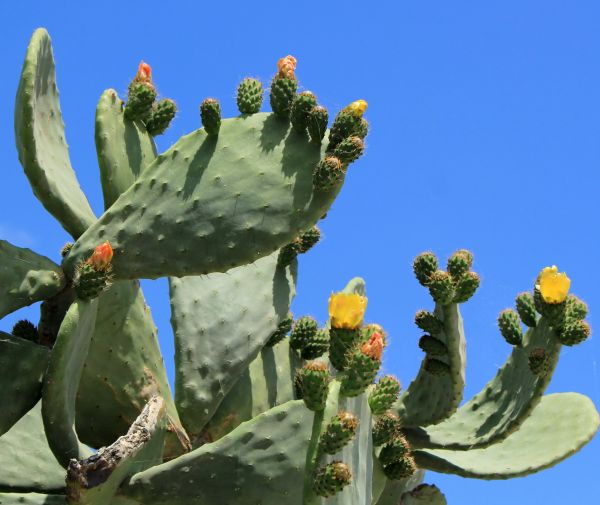 Cost of Cactus Removal in Brunswick