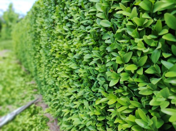 Boxwood Pruning in Brunswick