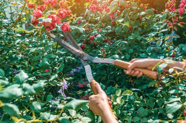 Knockout Roses Pruning in Brunswick