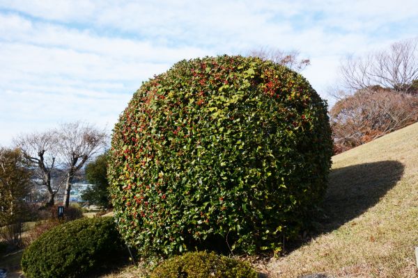 Cost of Holly Shrub Pruning in Brunswick