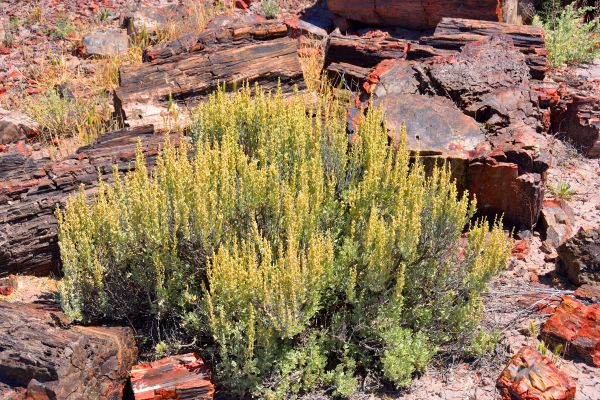 Cost of Sagebrush Removal in Brunswick