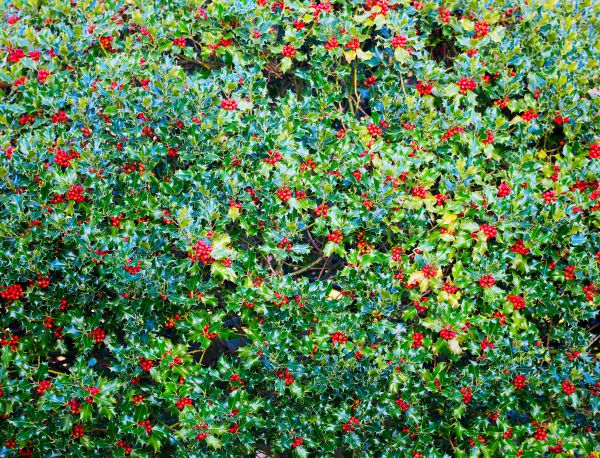 Cost of Holly Bush Removal in Brunswick