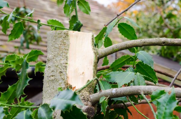 Cost of Holly Tree Removal in Brunswick